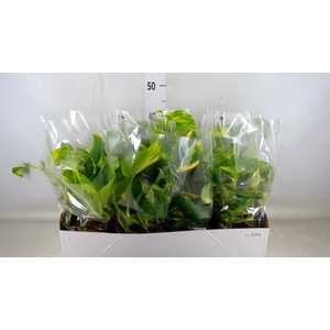 Epipremnum pinn. 'Aureum'