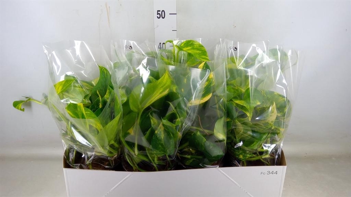 <h4>Epipremnum pinn. 'Aureum'</h4>