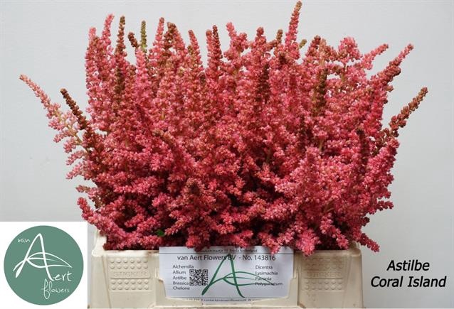 <h4>Astilbe Coral Island Aert</h4>