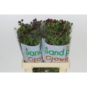 Ranunculus Magical Chocolate