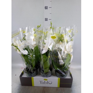 Phalaenopsis   ...white