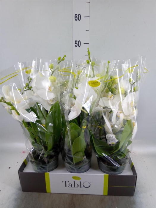 <h4>Phalaenopsis   ...white</h4>