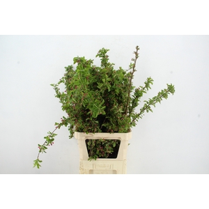 MALUS RED SENTINEL BLOSSOM PER STEM 100CM