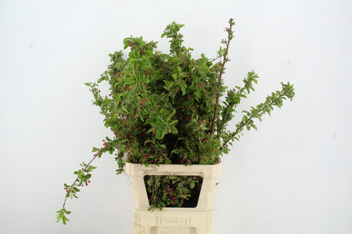 <h4>MALUS RED SENTINEL BLOSSOM PER STEM 100CM</h4>