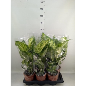 Dieffenbachia  'Mars'