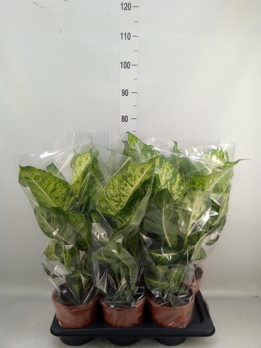 <h4>Dieffenbachia  'Mars'</h4>
