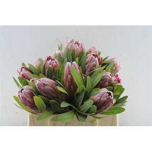 PROTEA PINK ICE