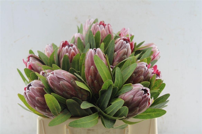 <h4>PROTEA PINK ICE</h4>