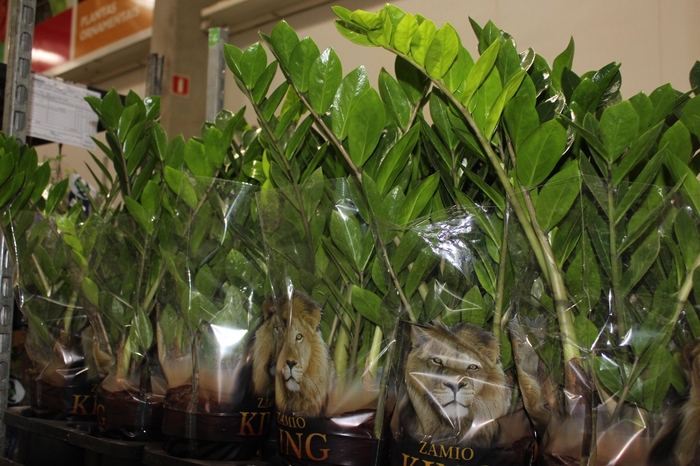 <h4>ZAMIOCULCAS P17</h4>