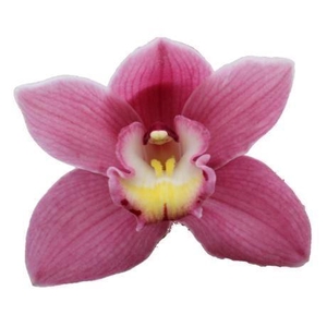 CYMB GR BELLA DONNA ROSANNA