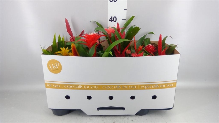 <h4>Bromelia   ...mix</h4>