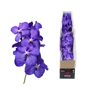 Vanda Blue Magic X4