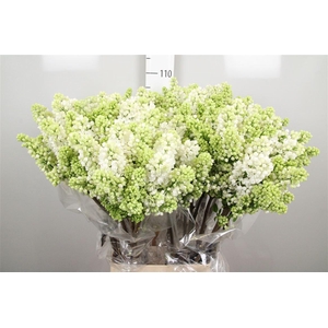 Syr V Mme Fl Stepman 4+