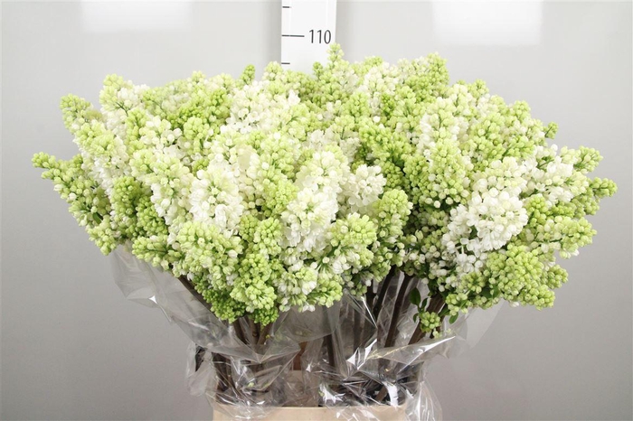 <h4>Syr V Mme Fl Stepman 4+</h4>