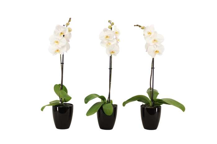 <h4>Hugo Black Phal Wit 1T9+</h4>