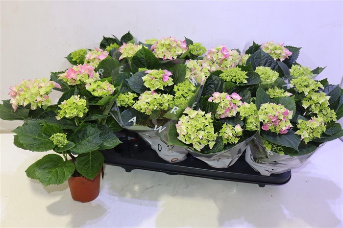 <h4>Hydr M Early Rosa</h4>