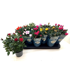 RO STAR ROSES GEM