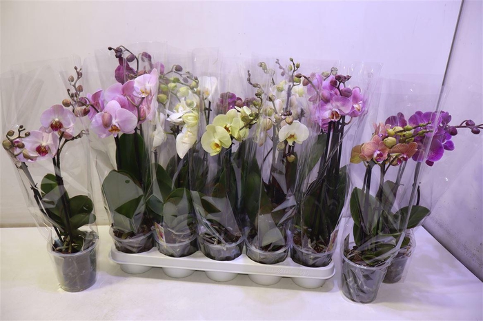 <h4>arr8 Phal Gem</h4>