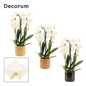 Phalaenopsis cascade 2 tak wit in Lois (Deco-collection)