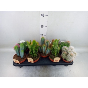 Cactus   ...mix
