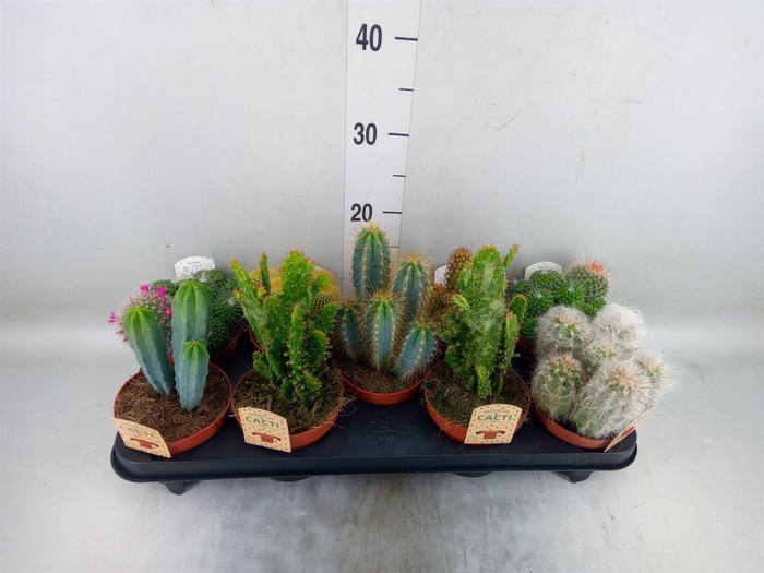 <h4>Cactus ...mix</h4>
