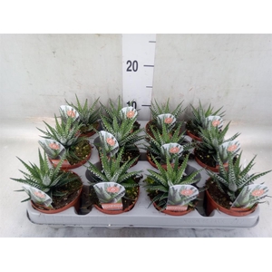 Haworthia fasciata 'Big Band'