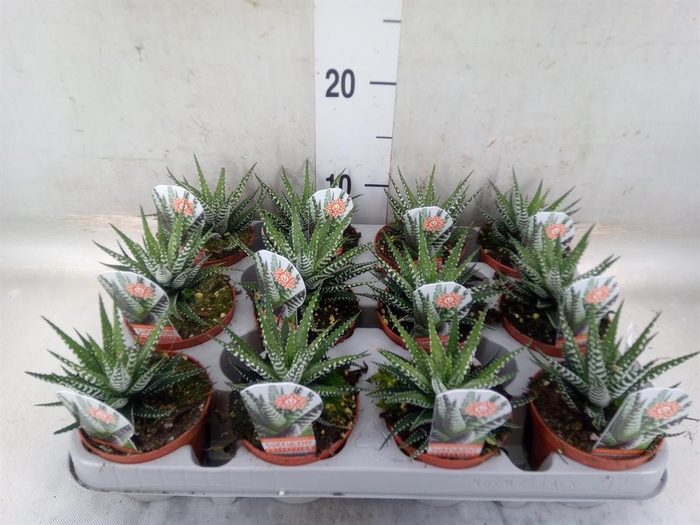 <h4>Haworthia fasciata 'Big Band'</h4>