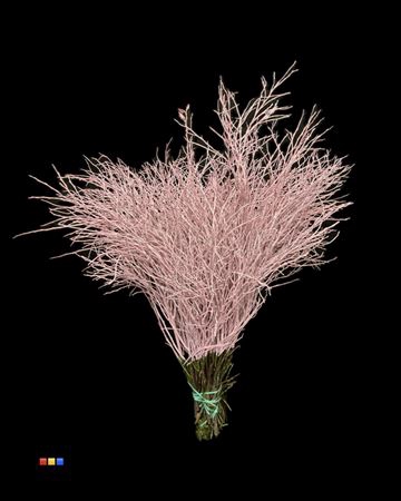 <h4>Vaccinium / Heidelbeer Light Pink</h4>