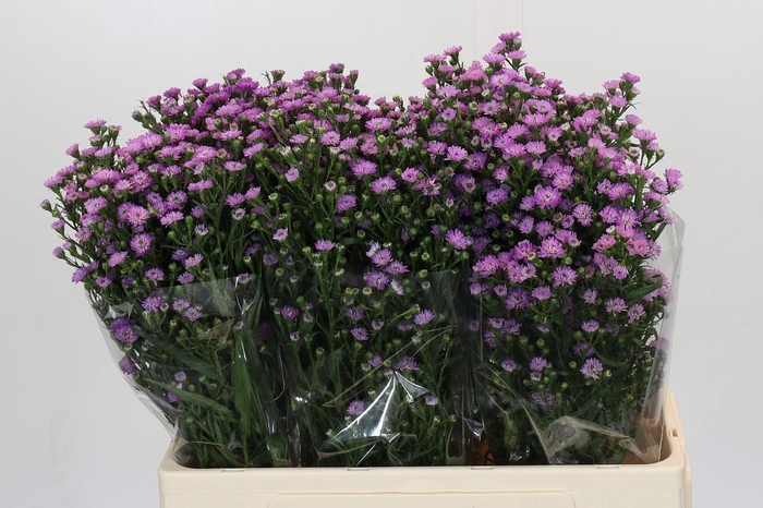 Aster Baby Pink