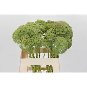 AMMI VISNAGA GREEN MIST