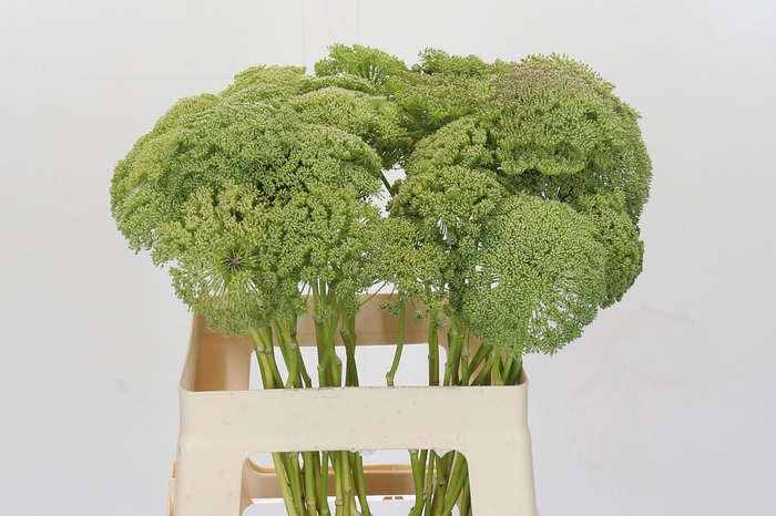 <h4>AMMI VISNAGA GREEN MIST</h4>