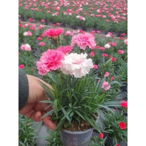 DIANTHUS CARYOPHYLLUS