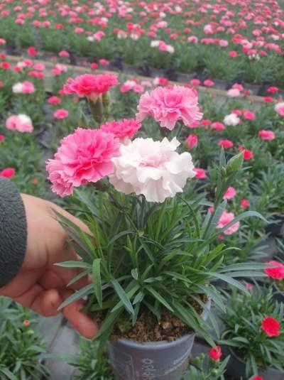<h4>DIANTHUS CARYOPHYLLUS</h4>
