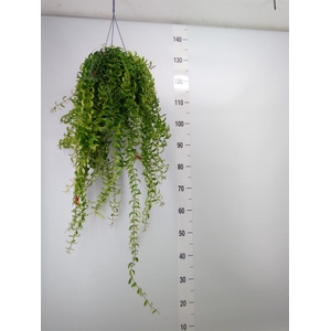 Aeschynanthus  'Twister'