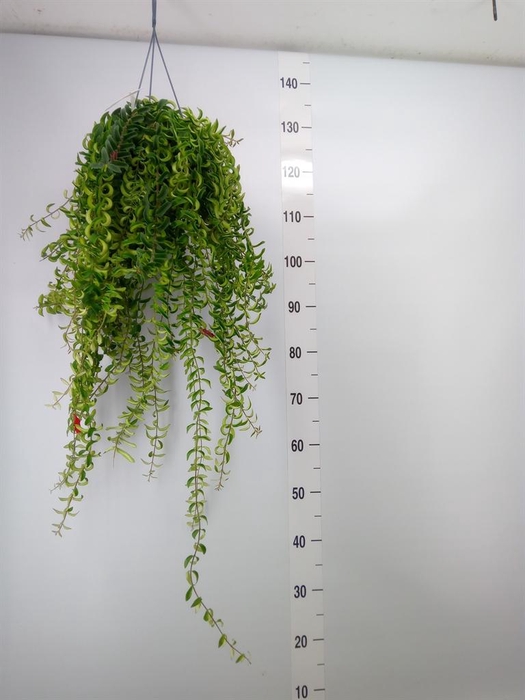 <h4>Aeschynanthus  'Twister'</h4>