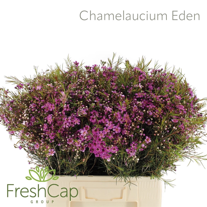 Chamelaucium Eden