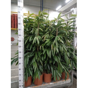 Ficus binn. 'Amstel King'