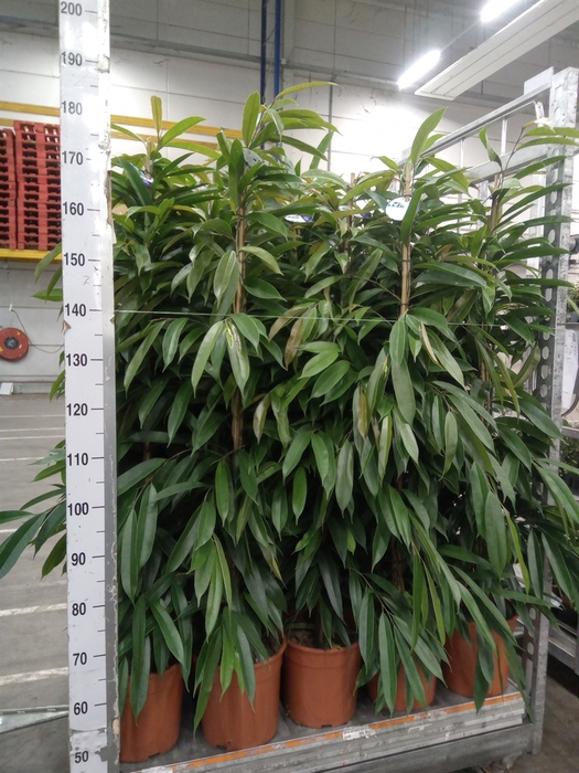 <h4>Ficus binn. 'Amstel King'</h4>