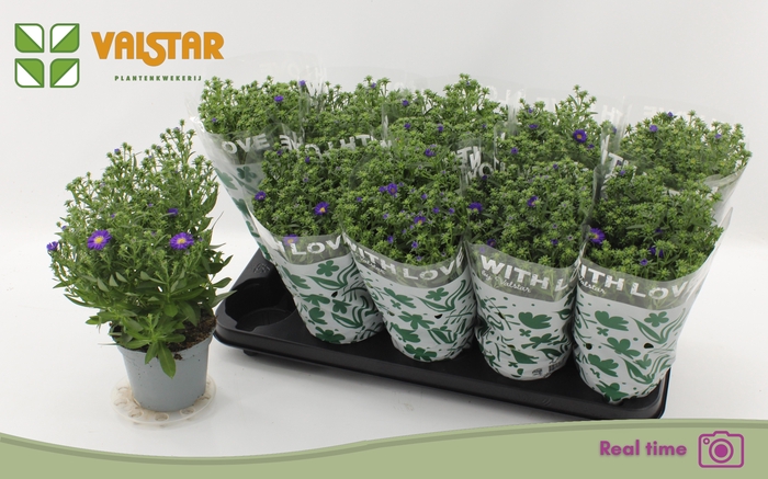<h4>ASTE STARL GEM</h4>