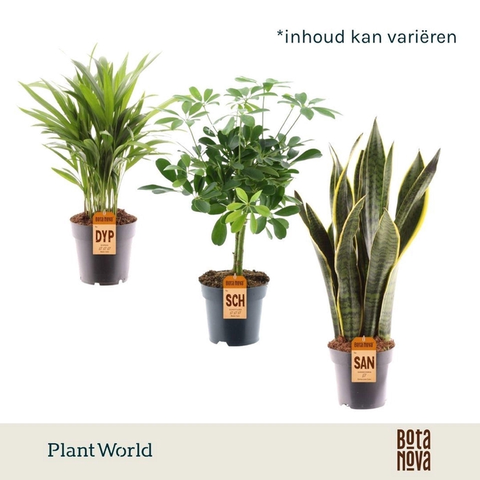 <h4>kamerplanten</h4>