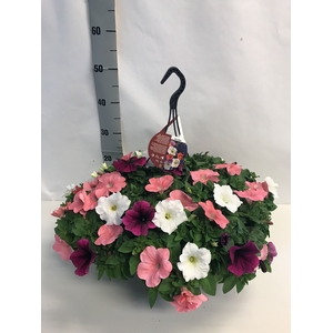 PET GEM IN POT
