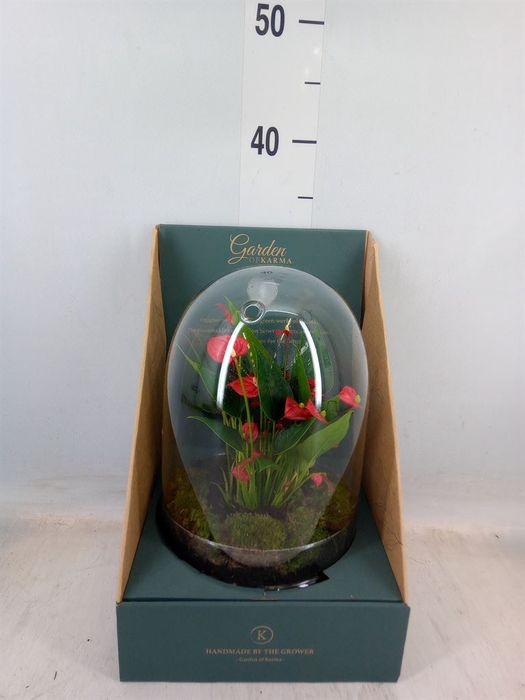 <h4>Arr.  Anthurium H%</h4>