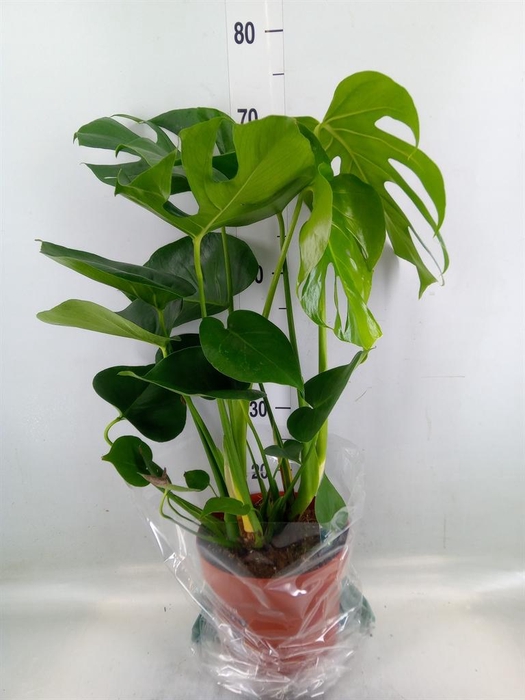 <h4>Monstera delic.</h4>