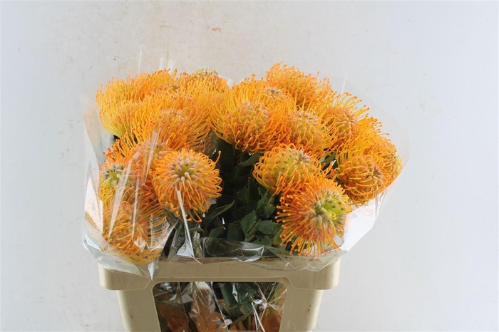 <h4>Leuco Co Soleil</h4>