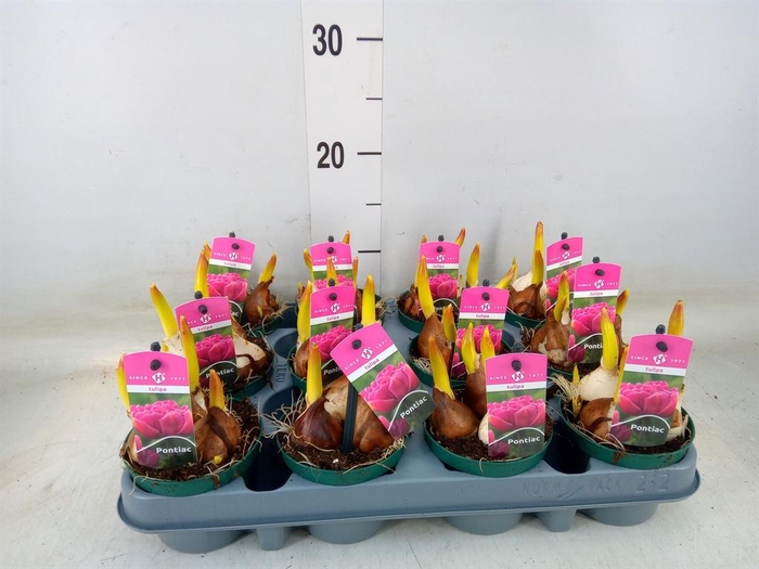 <h4>Tulipa DU   ...</h4>