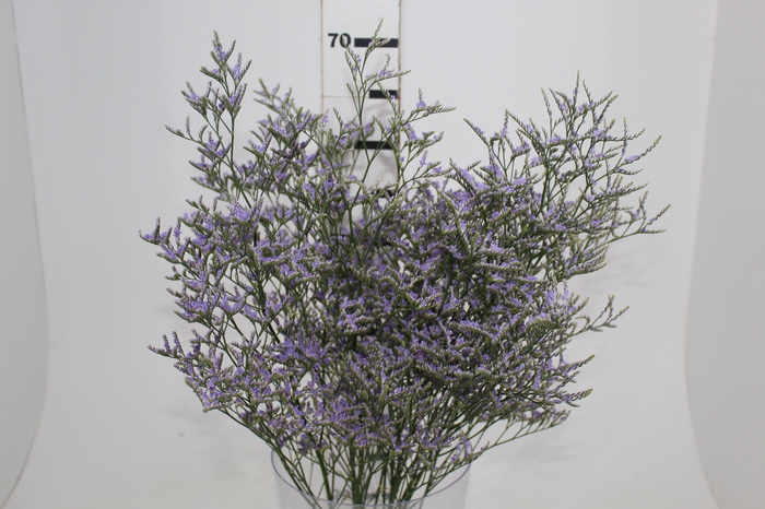 <h4>LIMONIUM 070 CM LILAS</h4>