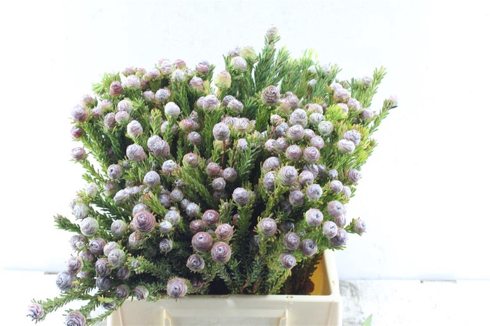 <h4>Kaaps Tortum Female</h4>