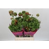 Ranunculus Romance Crown Bastille