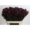 Leucadendron Saf Sunset Dark R.