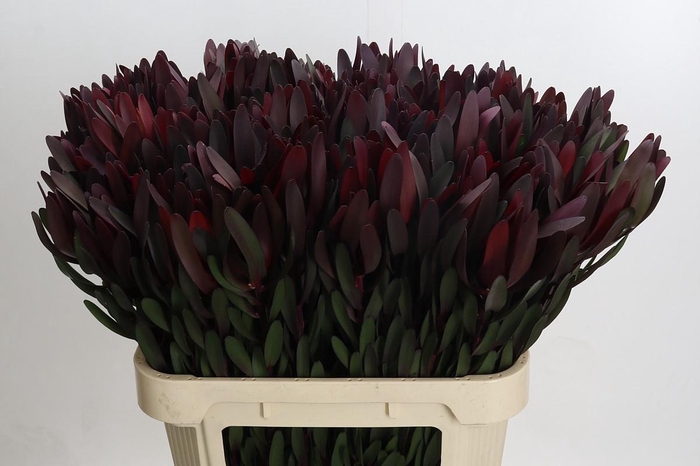 <h4>Leucadendron Saf Sunset Dark Red</h4>